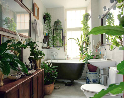 Những mẹo trang trí cây cảnh trong nhà mang tài lộc cho bạn