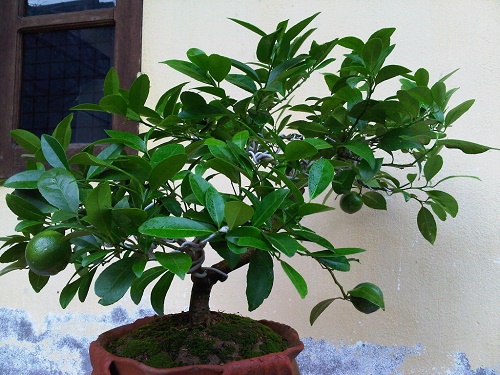 Những mẹo trang trí cây cảnh trong nhà mang tài lộc cho bạn