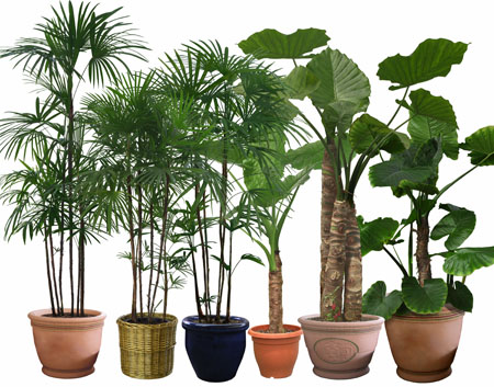 Những mẹo trang trí cây cảnh trong nhà mang tài lộc cho bạn