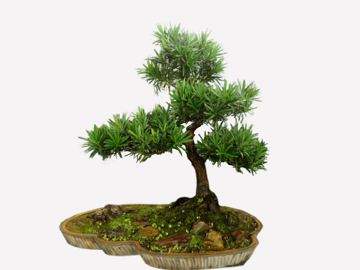 3 loại hoa mang phong thủy xấu cho nh&agrave; ở phải tr&aacute;nh ngay