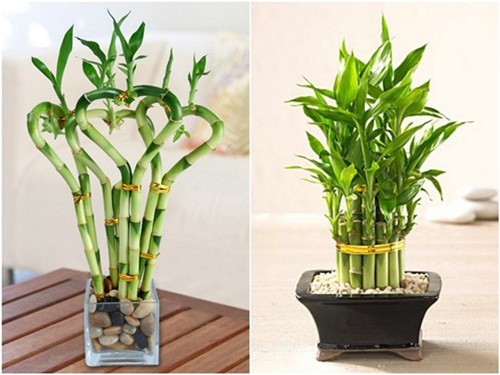 3 loại hoa mang phong thủy xấu cho nh&agrave; ở phải tr&aacute;nh ngay