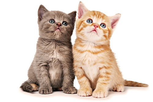 5 con gi&aacute;p n&agrave;o sớm l&ecirc;n xe hoa v&agrave;o năm Đinh Dậu 2017