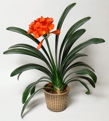 12 con gi&aacute;p trồng c&acirc;y g&igrave; trong nh&agrave; để ph&aacute;t t&agrave;i ?