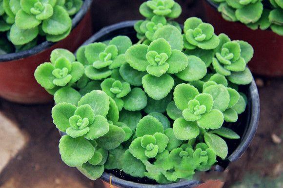 12 con gi&aacute;p trồng c&acirc;y g&igrave; trong nh&agrave; để ph&aacute;t t&agrave;i ?