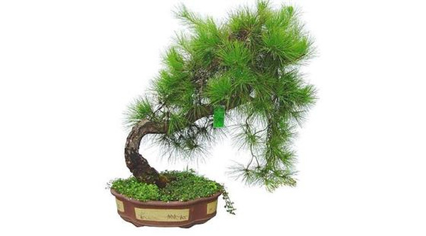 12 con gi&aacute;p trồng c&acirc;y g&igrave; trong nh&agrave; để ph&aacute;t t&agrave;i ?