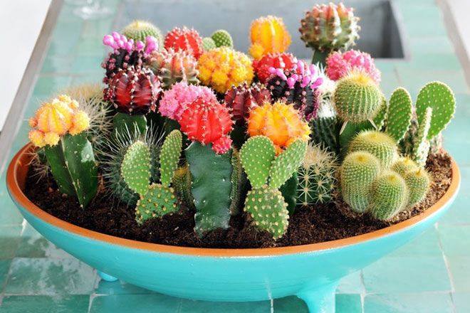 12 con gi&aacute;p trồng c&acirc;y g&igrave; trong nh&agrave; để ph&aacute;t t&agrave;i ?