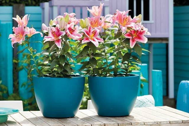 C&aacute;ch trồng hoa ly l&ugrave;n trang tr&iacute; dịp Tết Đinh Dậu 2017