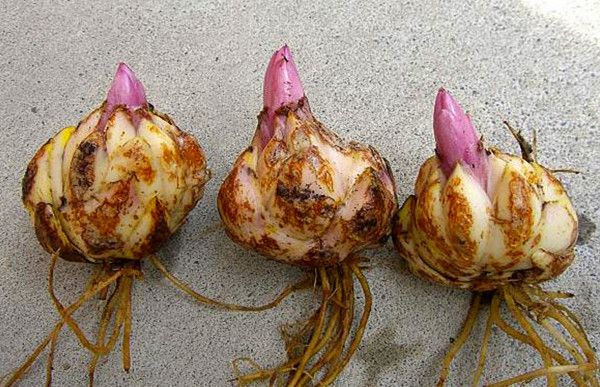 C&aacute;ch trồng hoa ly l&ugrave;n trang tr&iacute; dịp Tết Đinh Dậu 2017