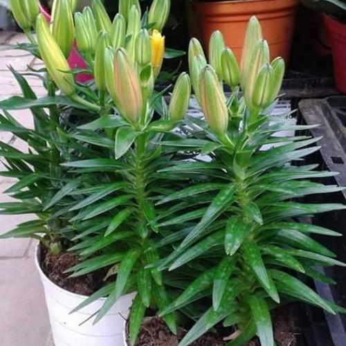 C&aacute;ch trồng hoa ly l&ugrave;n trang tr&iacute; dịp Tết Đinh Dậu 2017