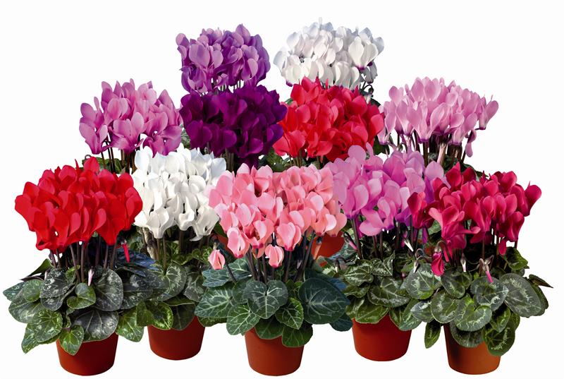 Trồng hoa phong thủy n&agrave;o g&igrave; để trang tr&iacute; nh&agrave; Tết Đinh Dậu 2017?