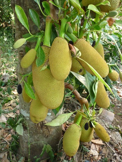 C&aacute;ch l&agrave;m m&oacute;n m&iacute;t h&ocirc;ng chuẩn vị xứ Quảng