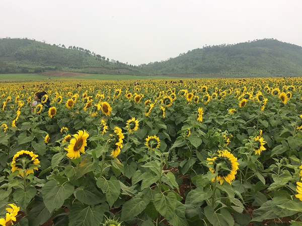 Một bước tới thi&ecirc;n đường hoa mặt trời đẹp nhất Việt nam