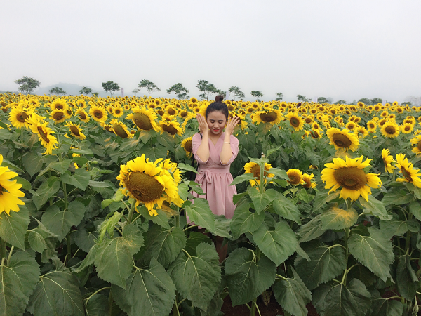 Một bước tới thi&ecirc;n đường hoa mặt trời đẹp nhất Việt nam