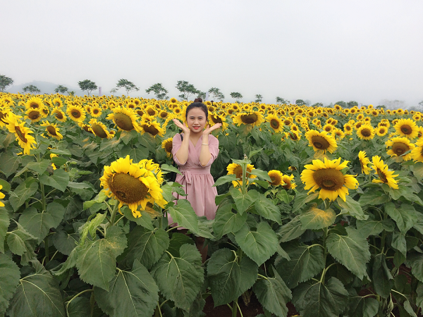 Một bước tới thi&ecirc;n đường hoa mặt trời đẹp nhất Việt nam