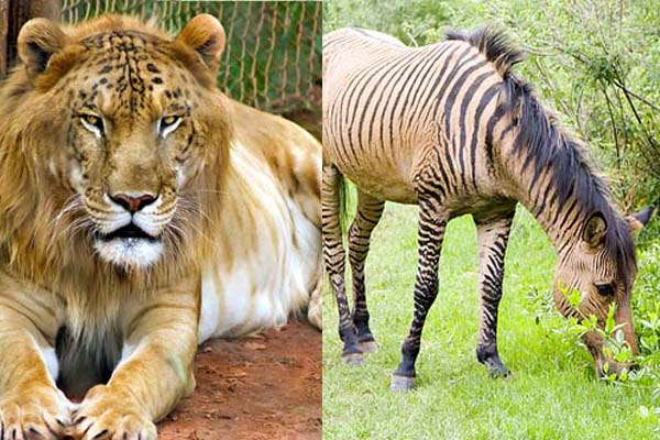 Năm Đinh Dậu 2017: Chọn vợ theo tam hợp v&agrave; tứ h&agrave;nh xung để gia đ&igrave;nh h&ograve;a thuận suốt đời