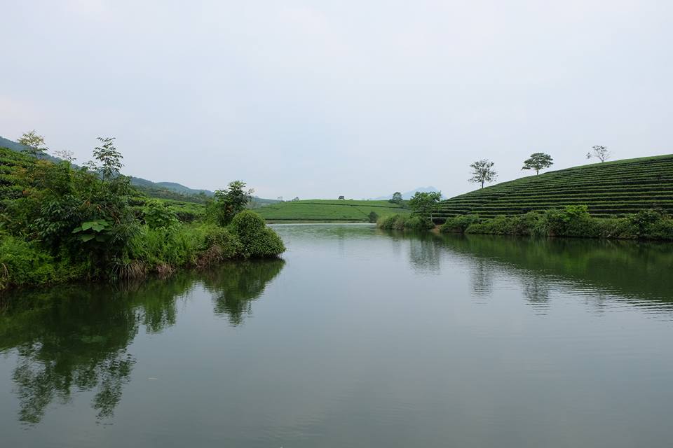 oc-dao-che-xanh-o-nghe-an