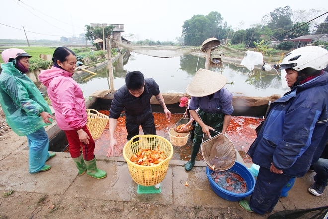 nhon-nhip-lang-ca-chep-truoc-ngay-ong-cong-ong-tao