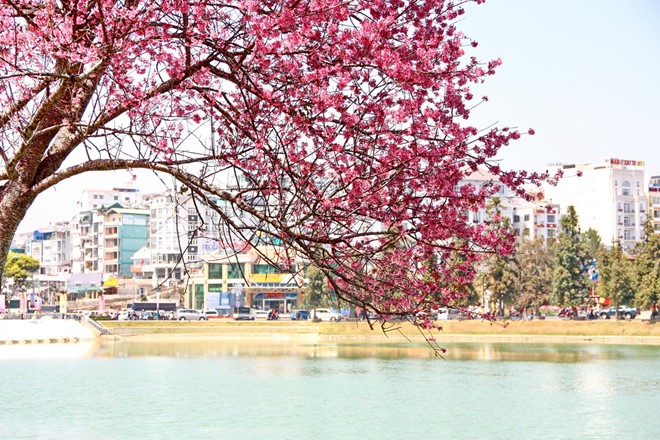 diem-du-xuan-dau-nam