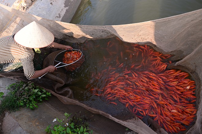 nhon-nhip-lang-ca-chep-truoc-ngay-ong-cong-ong-tao
