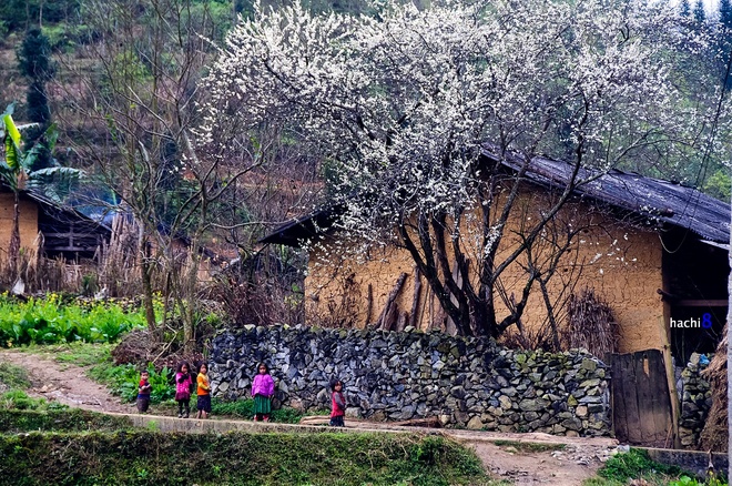 mua-xuan-tren-cao-nguyen-da-ha-giang