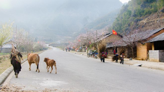 mua-xuan-tren-cao-nguyen-da-ha-giang