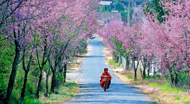 da-lat-huy-le-hoi-hoa-mai-anh-dao