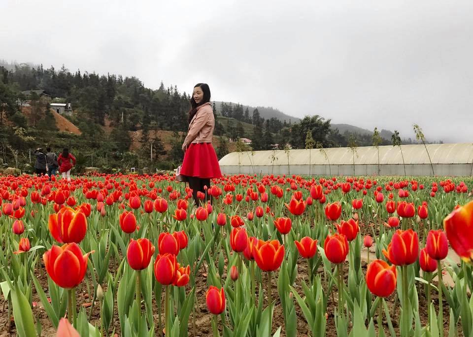 vuon-hoa-tuylip-o-lao-cai