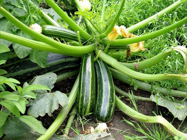 M&aacute;ch chị em 3 loại rau n&ecirc;n trồng v&agrave;o m&ugrave;a xu&acirc;n tại nh&agrave;