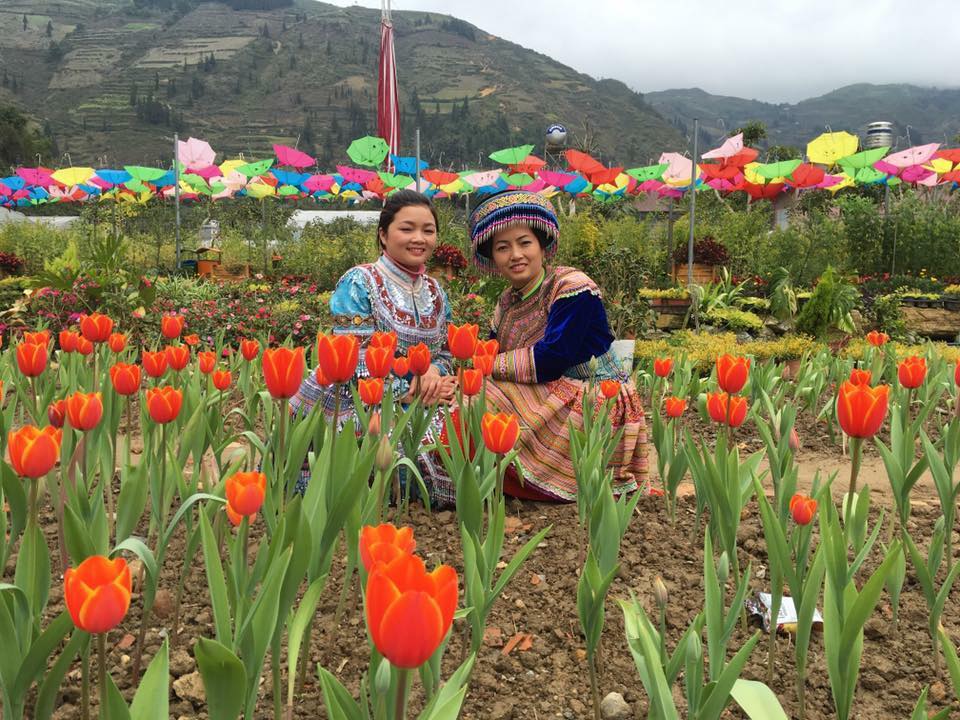 vuon-hoa-tuylip-o-lao-cai