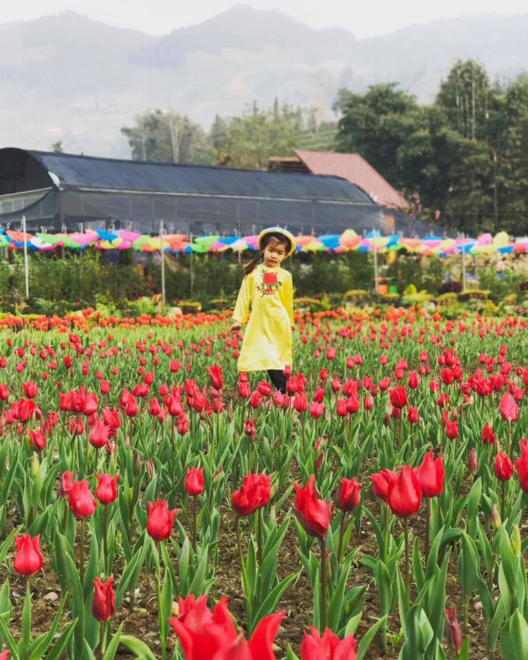 vuon-hoa-tuylip-o-lao-cai