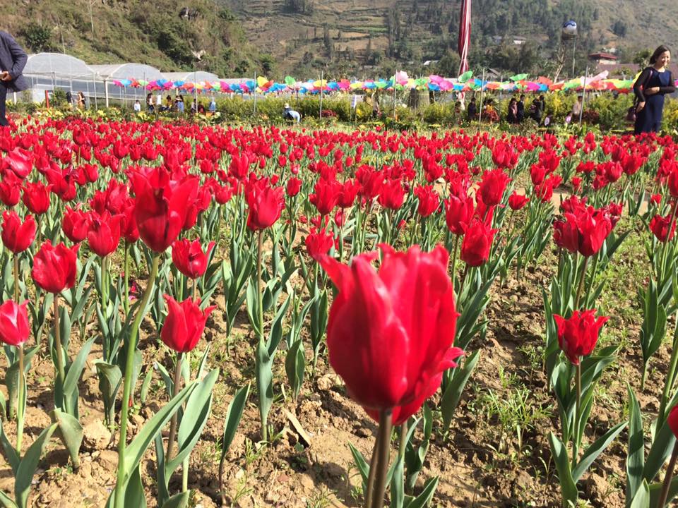 vuon-hoa-tuylip-o-lao-cai