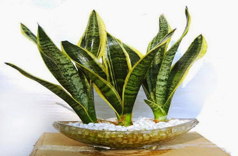 Những lỗi trồng c&acirc;y phong thủy trong nh&agrave; khiến gia đ&igrave;nh ti&ecirc;u hao t&agrave;i lộc