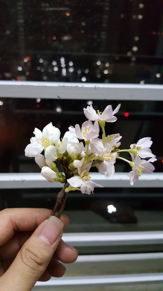 Th&ecirc;m một triển l&atilde;m hoa anh đ&agrave;o được tổ chức tại Vĩnh Ph&uacute;c ng&agrave;y 17- 19/3/2017