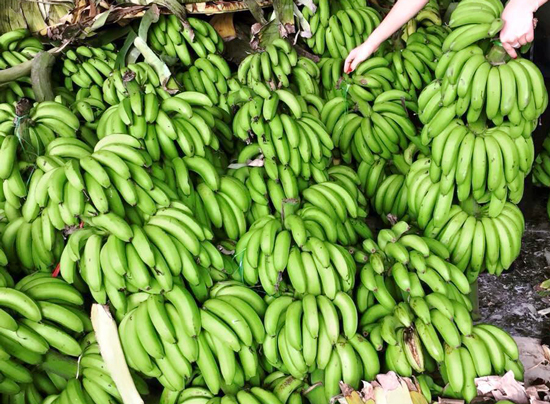 Những giống chuối đặc sản nổi tiếng ở Việt Nam