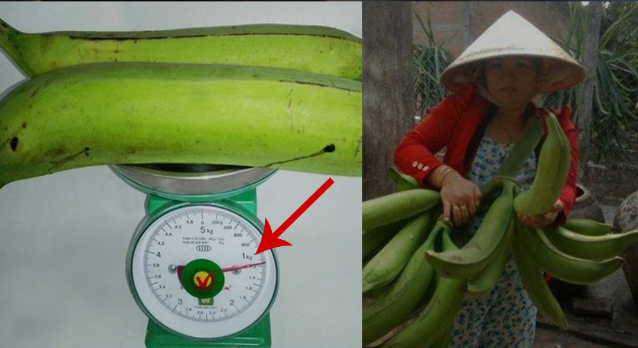 Những giống chuối đặc sản nổi tiếng ở Việt Nam