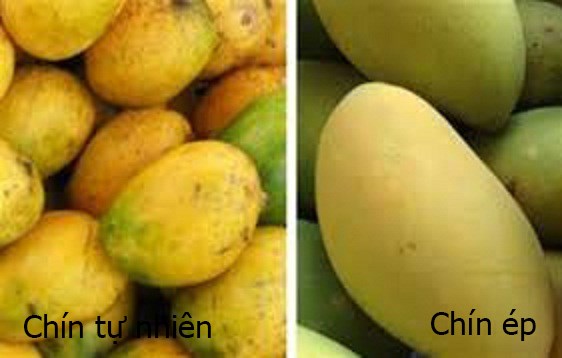 Tuyệt chi&ecirc;u ph&acirc;n biệt quả ch&iacute;n c&acirc;y v&agrave; ch&iacute;n &eacute;p bằng mắt thường