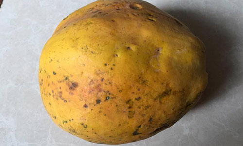 Tuyệt chi&ecirc;u ph&acirc;n biệt quả ch&iacute;n c&acirc;y v&agrave; ch&iacute;n &eacute;p bằng mắt thường