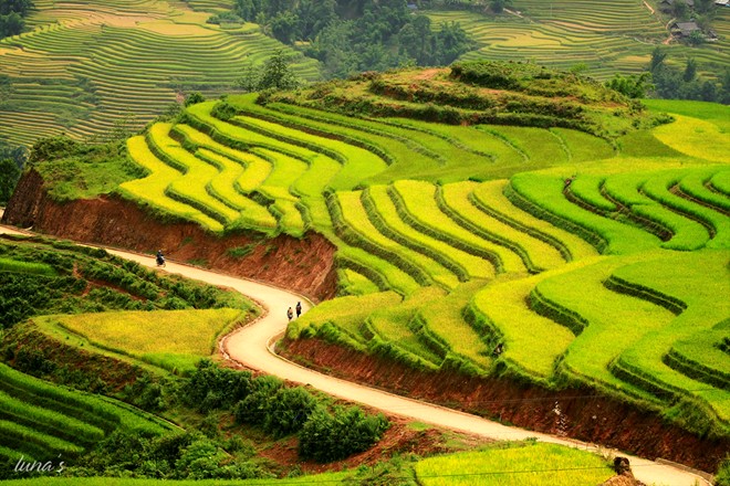 M&ugrave;a thu h&agrave;ng năm l&agrave; ''thời điểm v&agrave;ng'' để đi du lịch Sapa để chi&ecirc;m ngưỡng ruộng bậc thang v&agrave;ng rực v&agrave;o m&ugrave;a l&uacute;a ch&iacute;n. Ảnh: Internet