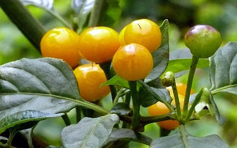 Ớt charapita l&agrave; loại ớt đắt nhất thế giới. Ảnh: warosu
