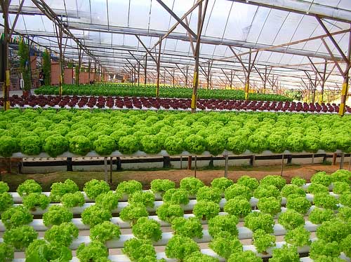 L&agrave;m gi&agrave;u bằng c&aacute;ch trồng rau sạch l&agrave; ước mơ ấp ủ bấy l&acirc;u của ba ch&agrave;ng trai