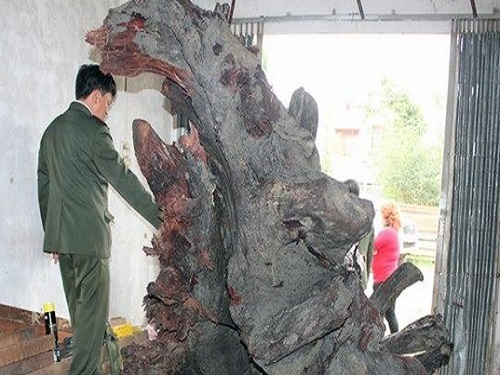 Kỳ lạ những c&acirc;y gỗ sưa c&oacute; gi&aacute; trị si&ecirc;u khủng
