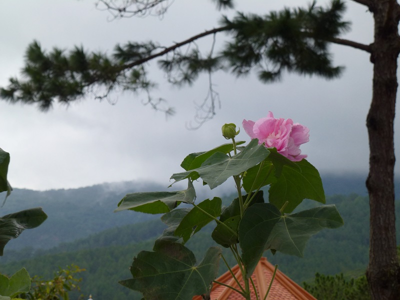 nhung-loai-hoa-kieng-ki-cam-ban-tho-ngay-tet