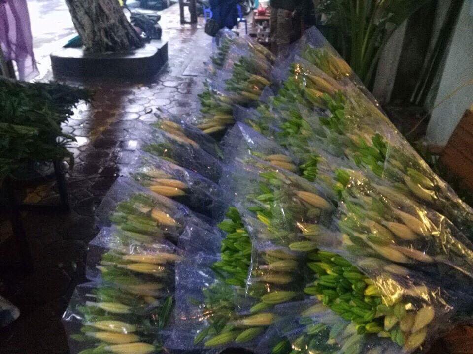 hoa-ly-no-som-nguoi-trong-sot-xa