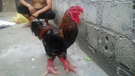 can-canh-ga-dong-tao-chuc-trieu-dong-1-con