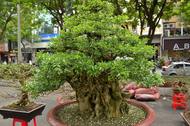ngam-cay-mai-vang-200-tuoi-voi-gia-27-ty-dong