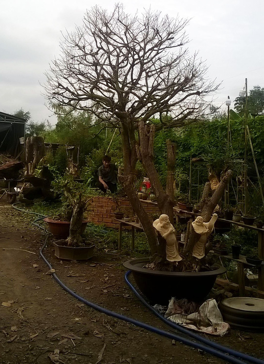 cay-kieng-dieu-khac-gia-tien-trieu-hut-khach-o-sai-gon