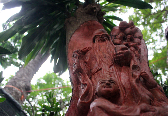 cay-kieng-dieu-khac-gia-tien-trieu-hut-khach-o-sai-gon