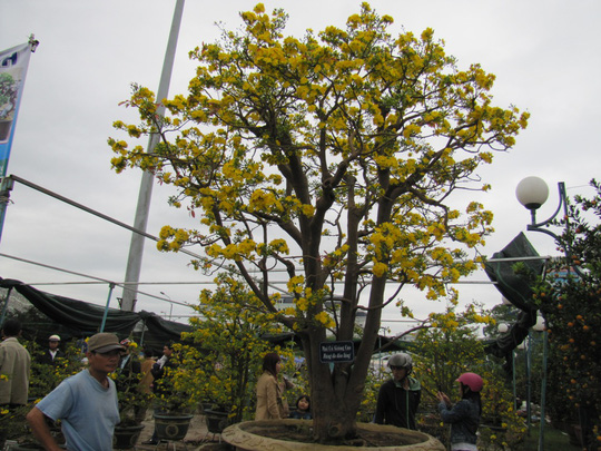 cay-mai-co-tien-ty-tro-thanh-tam-diem-cho-hoa-da-nang