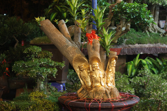 cay-kieng-dieu-khac-gia-tien-trieu-hut-khach-o-sai-gon