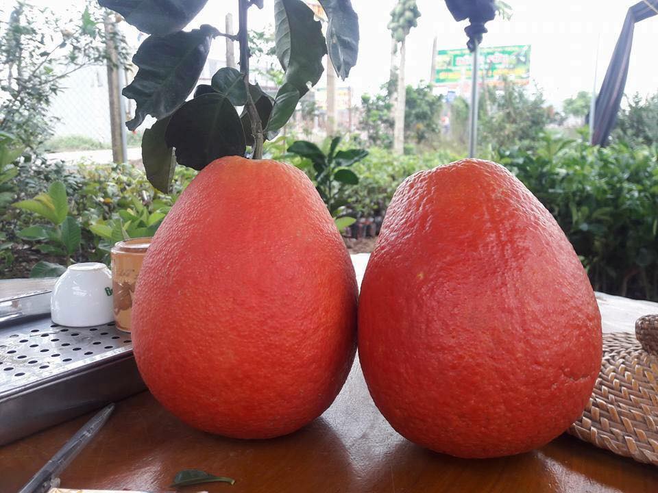 nhung-loai-qua-cung-gia-tien-ngay-tet-bac-trieu-van-hut-khach